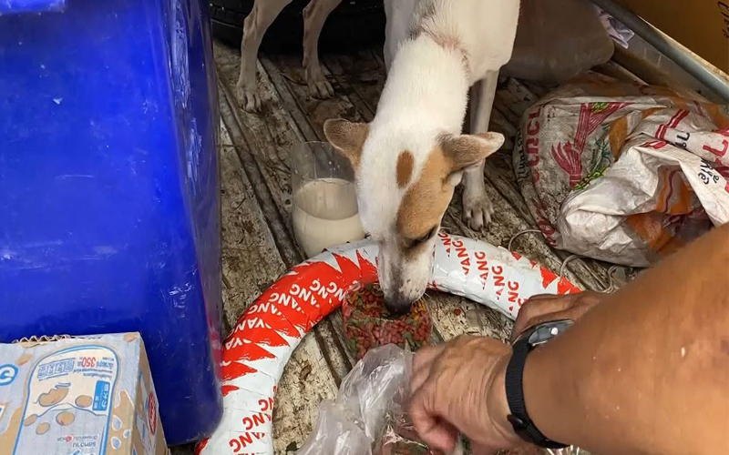 กู้ภัยช่วยเหลือเจ้าตูบ ถูกล่ามโซ่พันรอบตัวจนเนื้อเน่า - หวิดขาด ร้องโหยหวนน่าเวทนา กู้ภัยช่วยเหลือเจ้าตูบ ถูกล่ามโซ่พันรอบตัวจนเนื้อเน่า - หวิดขาด ร้องโหยหวนน่าเวทนา