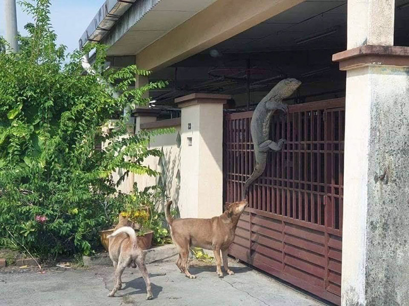 ตุ๊ยตุ่ย พุทธชาติ ตุ๊ยตุ่ย พุทธชาติ