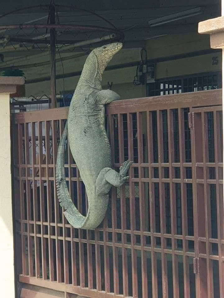 ตัวเงินตัวทอง ตัวเงินตัวทอง