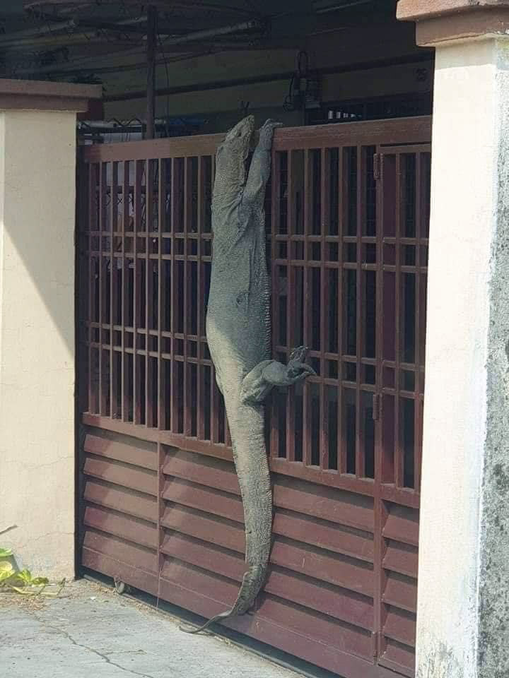 ตัวเงินตัวทอง ตัวเงินตัวทอง