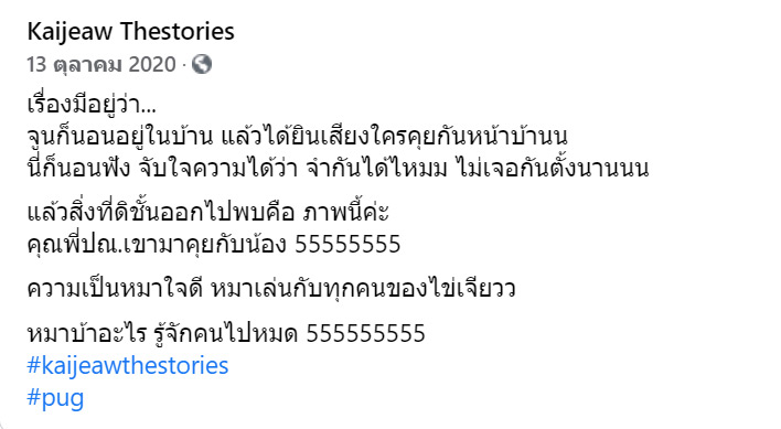 น้องไข่เจียว หมาปั๊ก น้องไข่เจียว หมาปั๊ก
