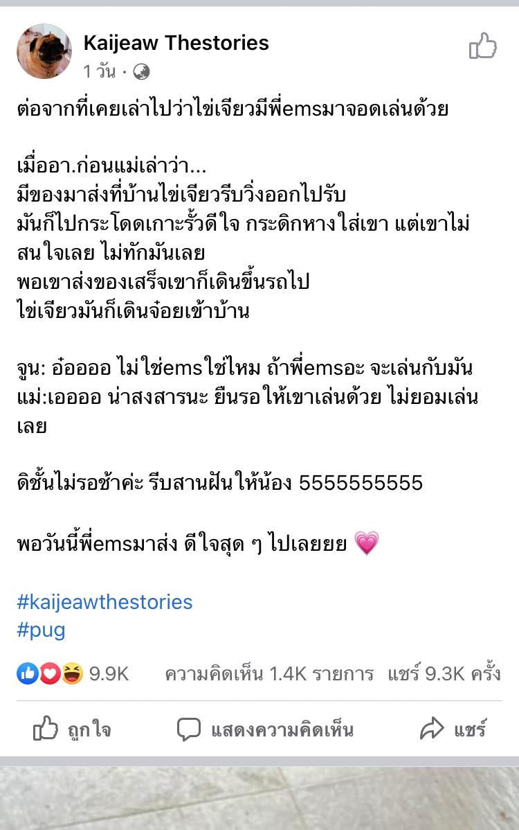 น้องไข่เจียว หมาปั๊ก น้องไข่เจียว หมาปั๊ก