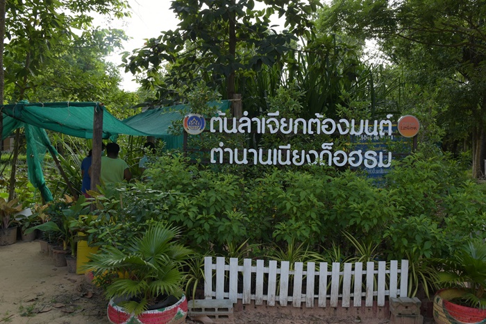 ออกดอกครั้งแรก ในรอบ 1,300 ปี ! ออกดอกครั้งแรก ในรอบ 1,300 ปี !