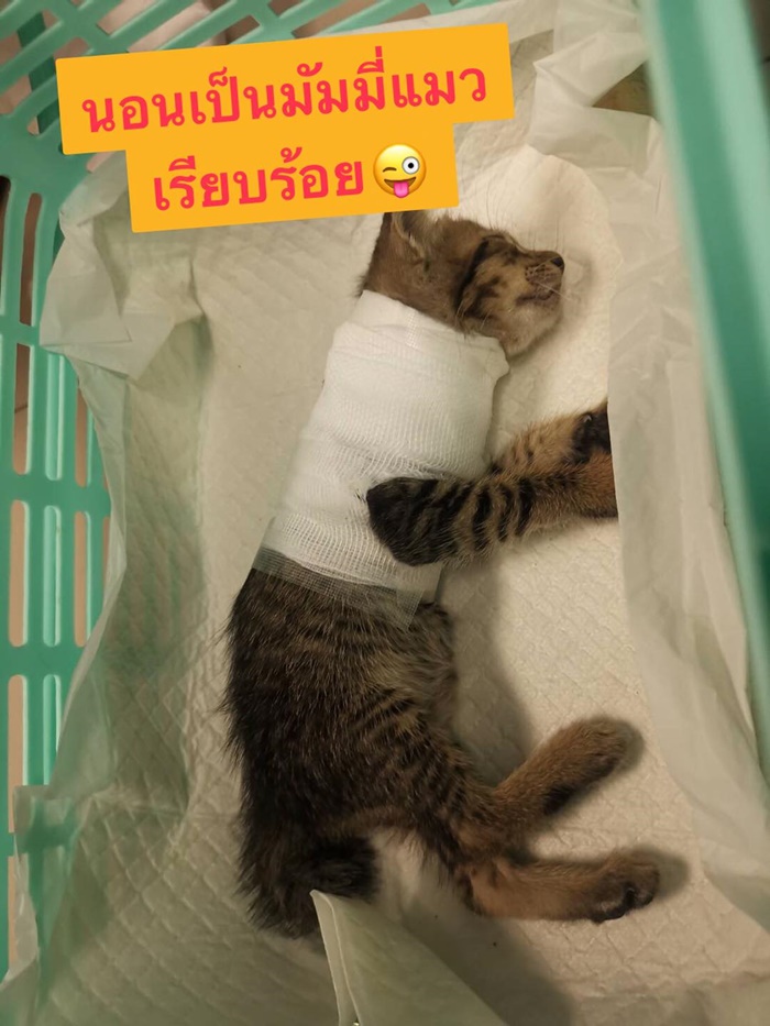 สองเหมียวรุมกัดหมา สองเหมียวรุมกัดหมา