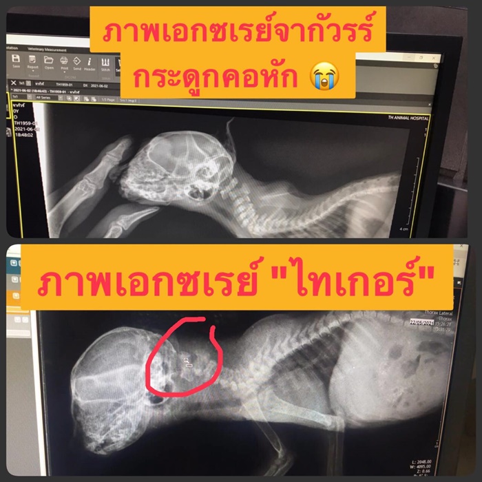 แมว แมว