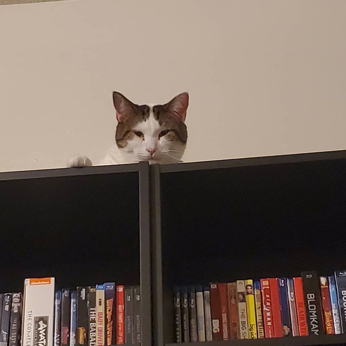Popcat Popcat