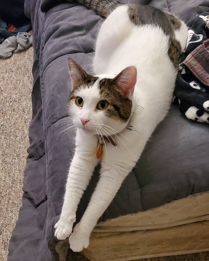 Popcat Popcat