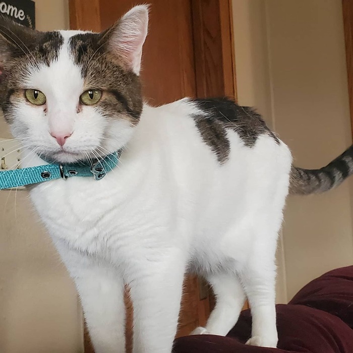 Popcat Popcat