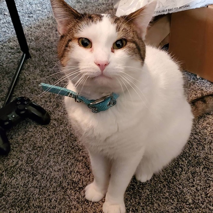 Popcat Popcat