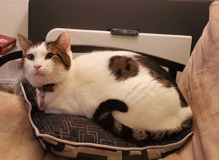 Popcat Popcat