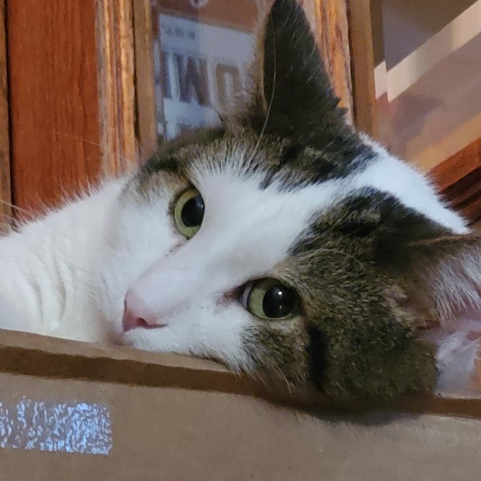 Popcat Popcat