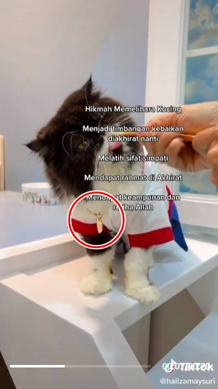ซื้อทองให้แมวใส่ ซื้อทองให้แมวใส่