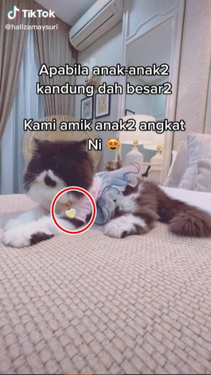 ซื้อทองให้แมวใส่ ซื้อทองให้แมวใส่