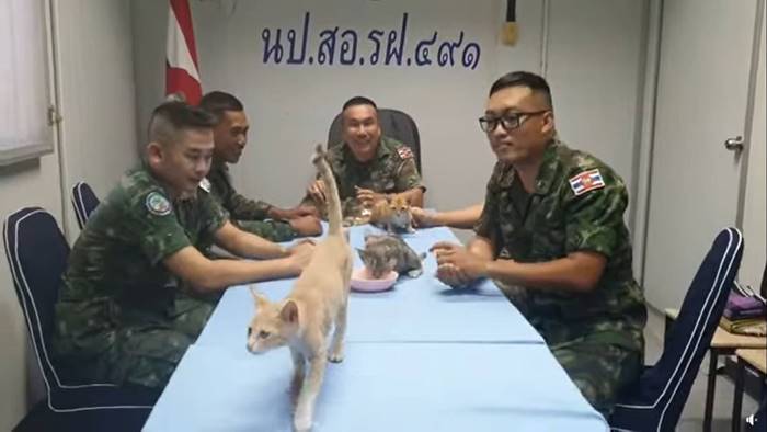 ช่วยแมว ช่วยแมว