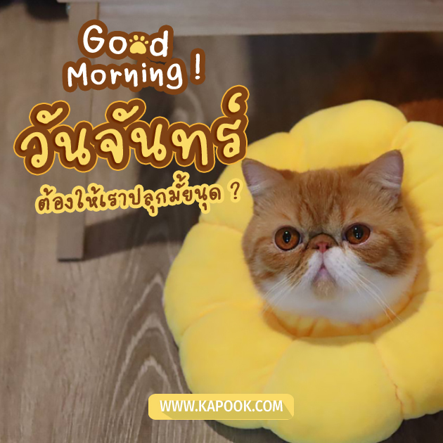 ดูดวงรายวัน ดูดวงรายวัน