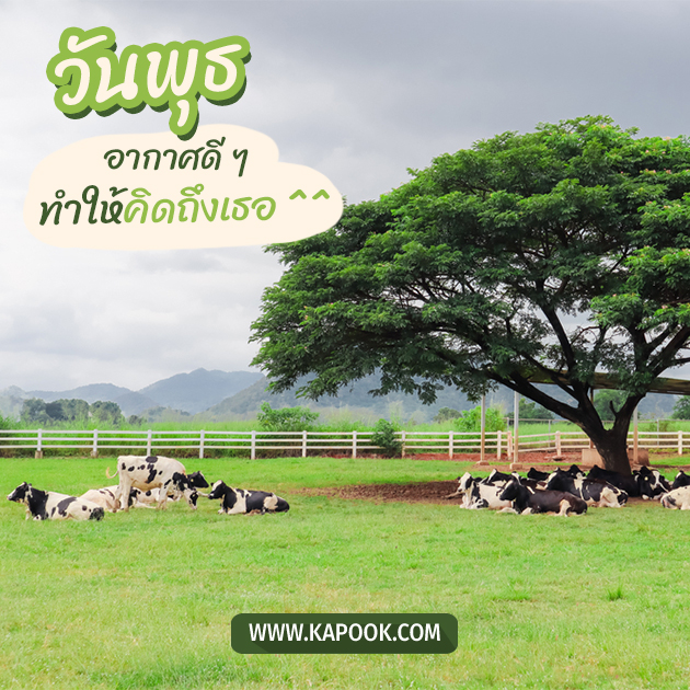 ดูดวงรายวัน ดูดวงรายวัน