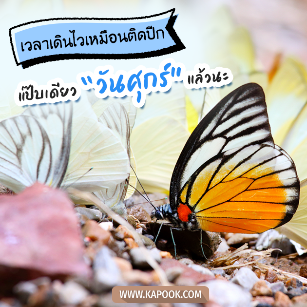 ดูดวงรายวัน ดูดวงรายวัน