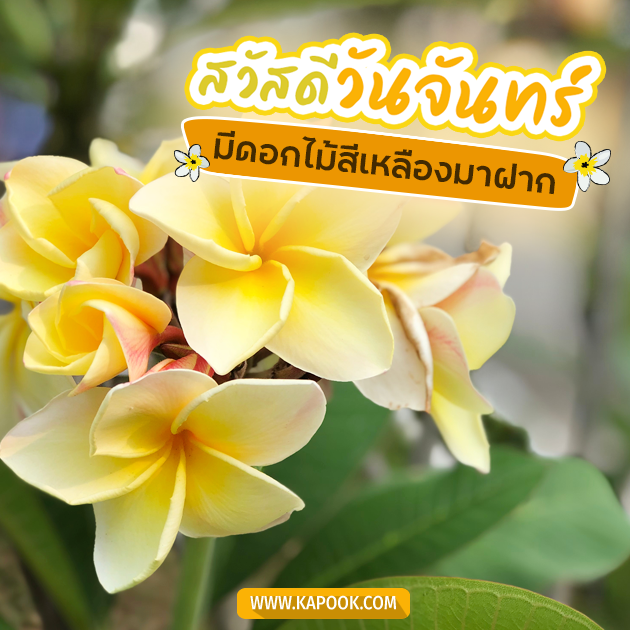 ดูดวงรายวัน ดูดวงรายวัน