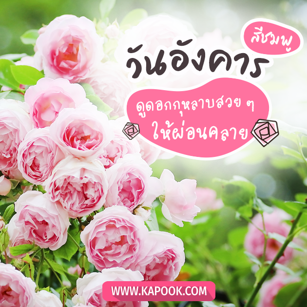 ดูดวงรายวัน ดูดวงรายวัน