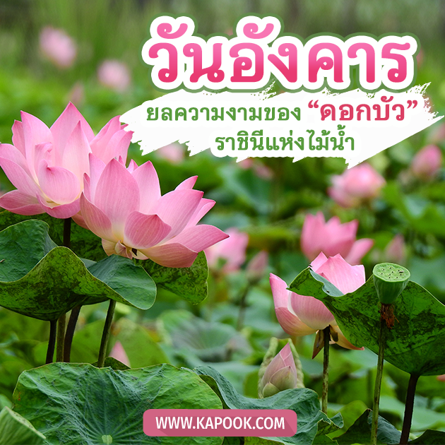 ดูดวงรายวัน ดูดวงรายวัน