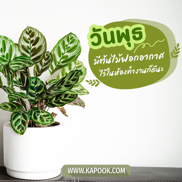 ดูดวงรายวัน ดูดวงรายวัน