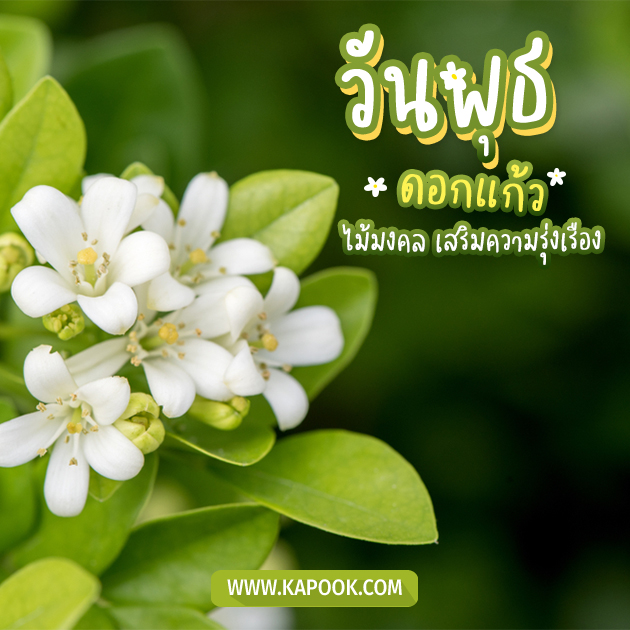 ดูดวงรายวัน ดูดวงรายวัน