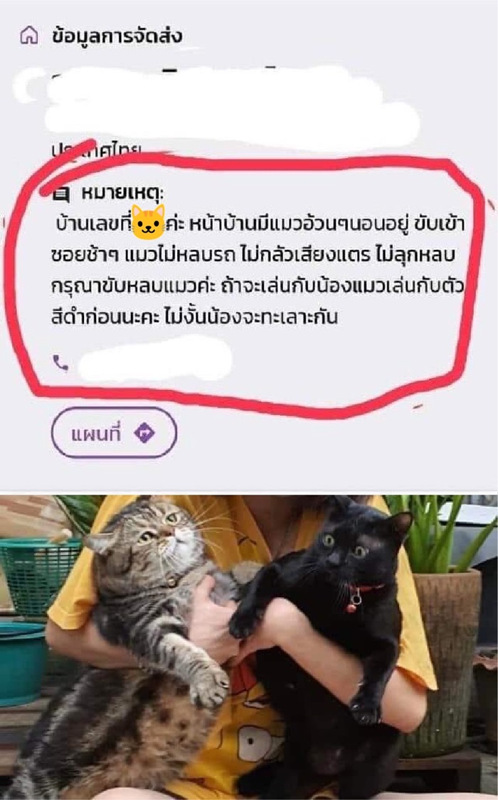 แมว แมว
