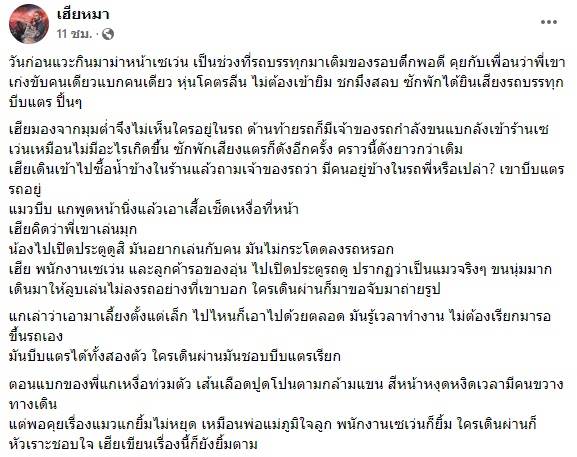 แมวบีบแตรเรียกคนมาเล่นด้วย แมวบีบแตรเรียกคนมาเล่นด้วย