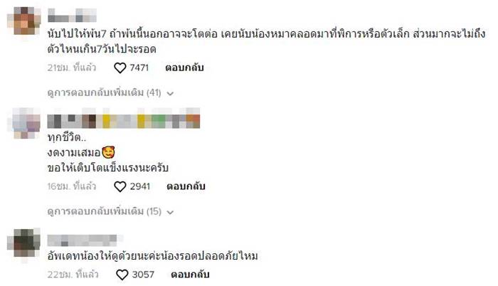 แมวประหลาด แมวประหลาด