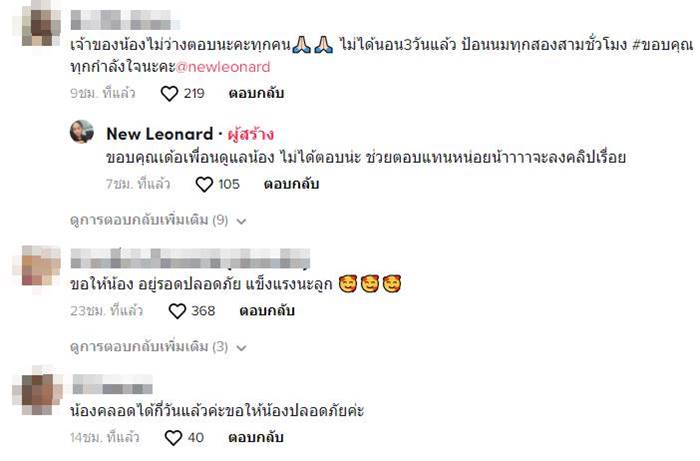 แมวประหลาด แมวประหลาด