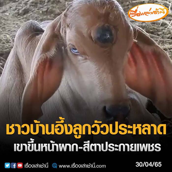 วัวประหลาด วัวประหลาด