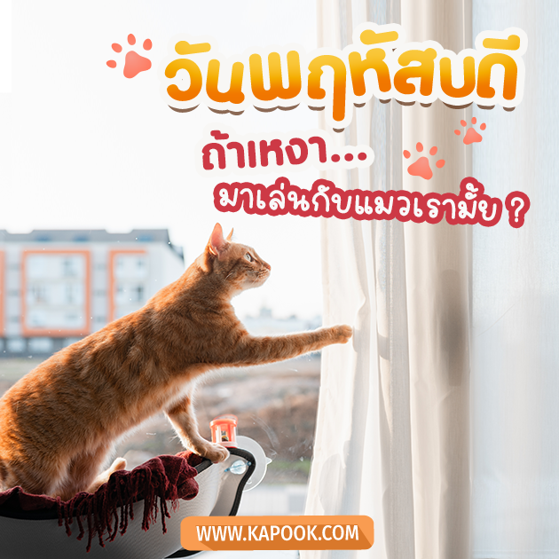ดูดวงรายวัน วันที่ 10 พฤศจิกายน 2565 ดูดวงรายวัน วันที่ 10 พฤศจิกายน 2565