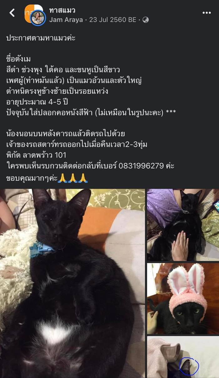 แมวหาย แมวหาย