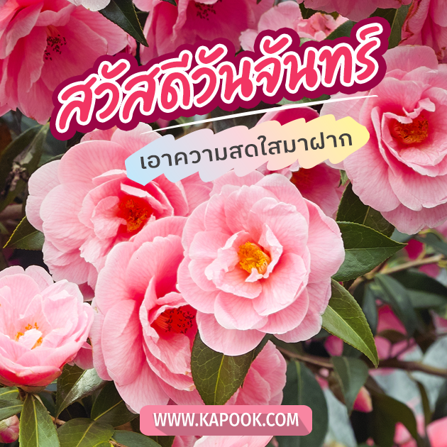 ดูดวงรายวัน ดูดวงรายวัน