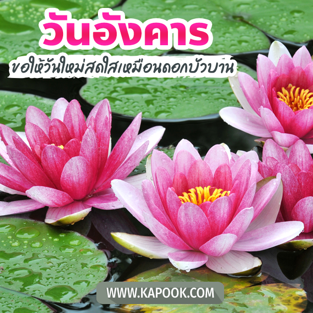 ดูดวงรายวัน ดูดวงรายวัน