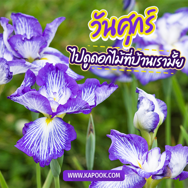 ดูดวงรายวัน ดูดวงรายวัน