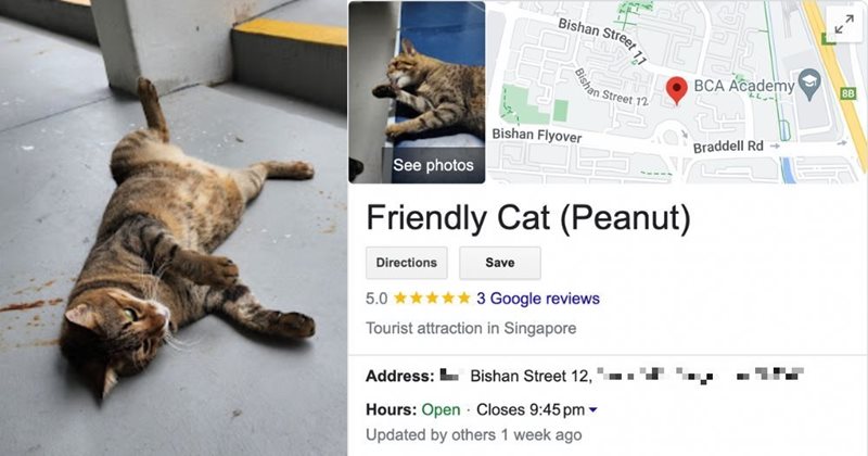 Friendly cat (Peanut) Friendly cat (Peanut)