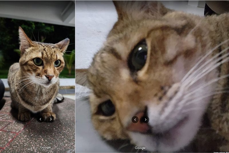 Friendly cat (Peanut) Friendly cat (Peanut)