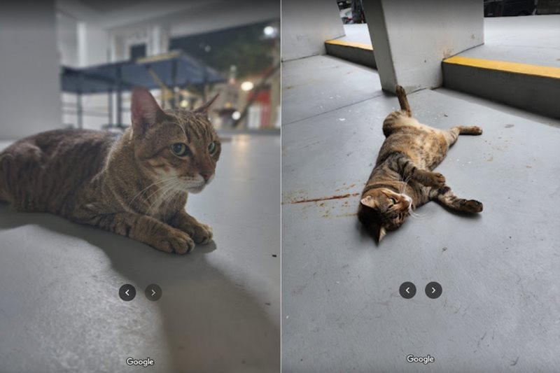 Friendly cat (Peanut) Friendly cat (Peanut)