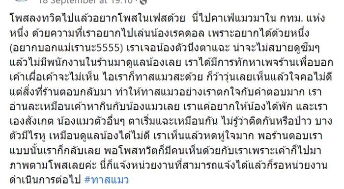 คาเฟ่แมว คาเฟ่แมว