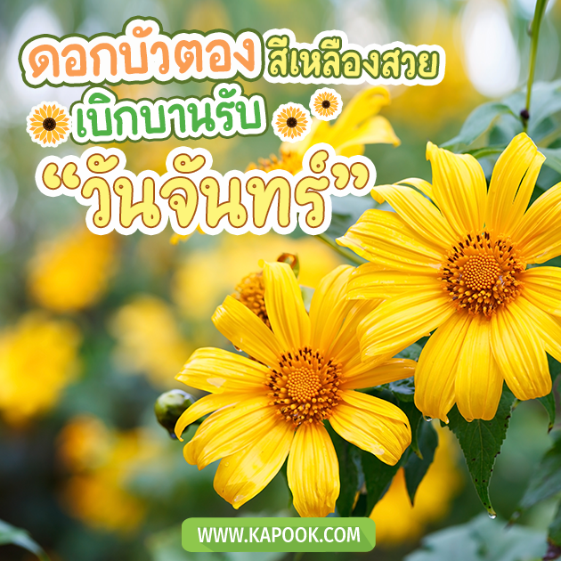 ดูดวงรายวัน วันที่ 8 พฤษภาคม 2566 ดูดวงรายวัน วันที่ 8 พฤษภาคม 2566