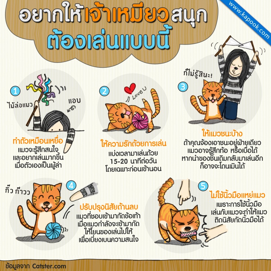 วิธีเล่นกับแมว วิธีเล่นกับแมว