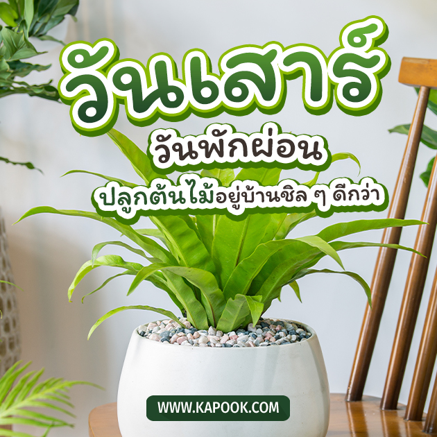 ดูดวงรายวัน ดูดวงรายวัน