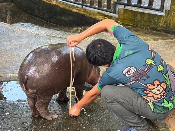 หวยหมูเด้ง หมูเด้ง เขาเขียว