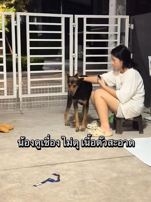 หมาถูกทิ้งวิ่งรอบรถกลางสี่แยก ชะเง้อหาเจ้าของ หมาถูกทิ้งวิ่งรอบรถกลางสี่แยก ชะเง้อหาเจ้าของ