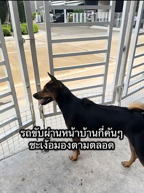 หมาถูกทิ้งวิ่งรอบรถกลางสี่แยก ชะเง้อหาเจ้าของ หมาถูกทิ้งวิ่งรอบรถกลางสี่แยก ชะเง้อหาเจ้าของ