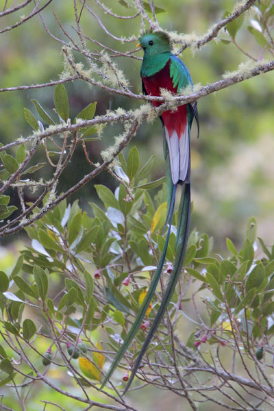 นกขุนแผนมรกต (Resplendent Quetzal)
