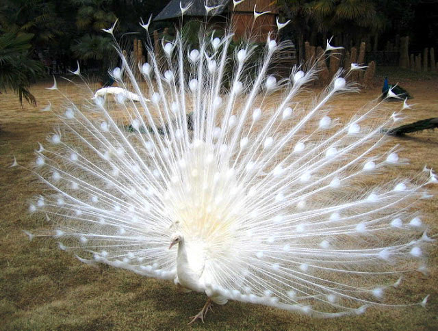 นกยูงขาว  (White Peacocks)
