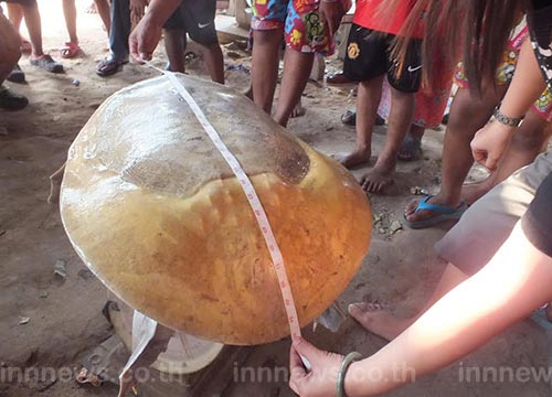  ชาวโคราชแห่ดู ตะพาบเผือกยักษ์ เผยให้เลขเด็ดอย่างแม่น