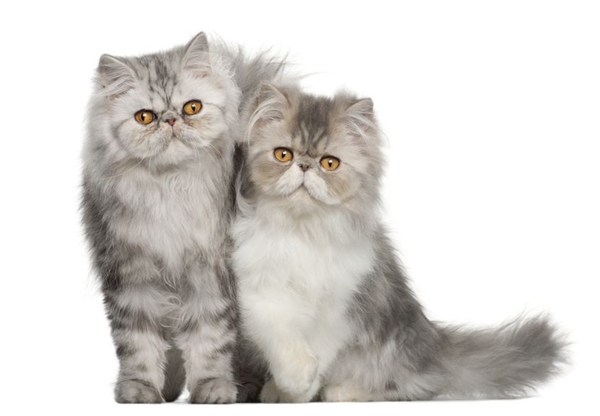 แมวเปอร์เซีย persian cats ประวัติแมวเปอร์เซีย